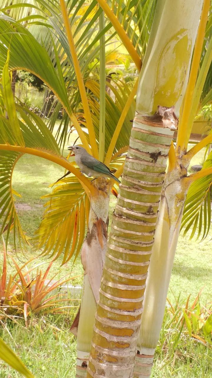 Pousada Vida Mar Hotel Barra Grande  Eksteriør billede